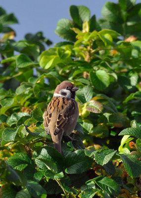 Tree Sparrow  086.jpg