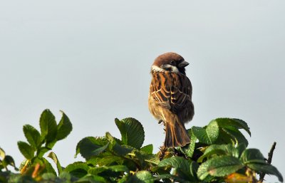 Tree Sparrow  089.jpg