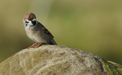 Tree Sparrow  103.jpg
