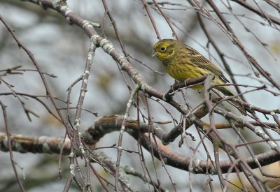 Yellowhammer  127.jpg