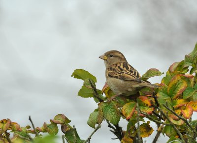 House Sparrow  132.jpg