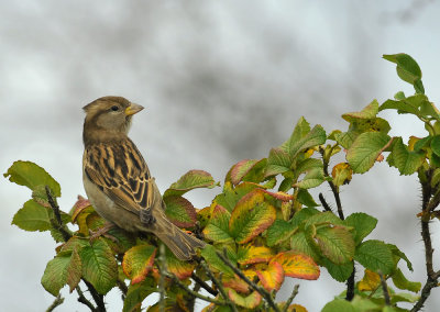 House Sparrow  134.jpg