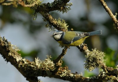 Blue Tit  196.jpg