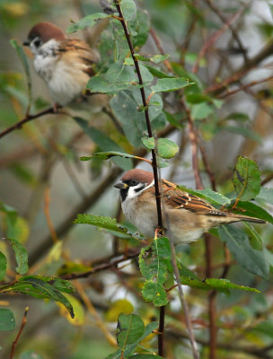 Tree Sparrow  402.jpg