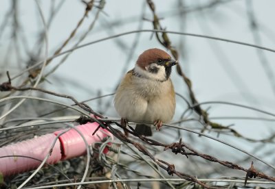 Tree Sparrow  095.jpg