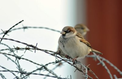 House Sparrow  097.jpg