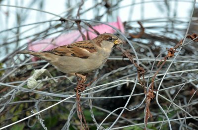 House Sparrow  120.jpg