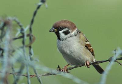 Tree Sparrow  135.jpg