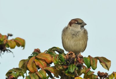 House Sparrow  163.jpg