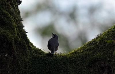 Nuthatch  206.jpg