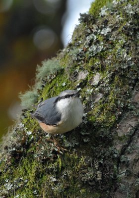 Nuthatch  208.jpg