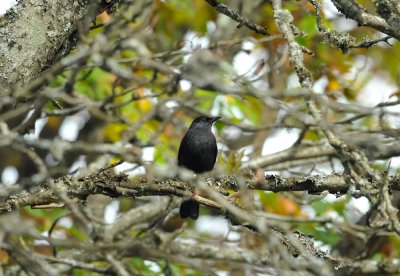 Common Blackbird  259.jpg
