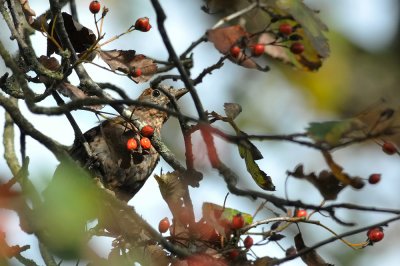 Common Blackbird  278.jpg