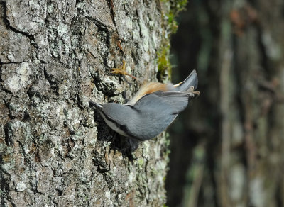 Nuthatch  015.jpg