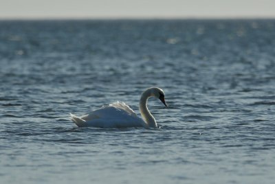 Mute Swan  032.jpg