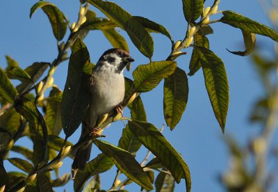 Tree Sparrow  122.jpg