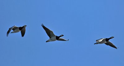 Barnacle Goose  134.jpg