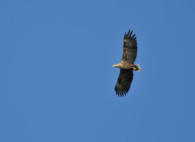 White-tailed Eagle  357.jpg