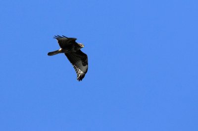Common Buzzard