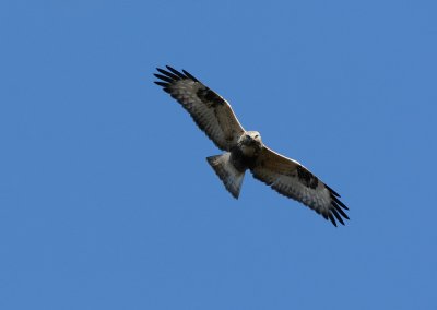 Rough-legged Buzzard  074.jpg