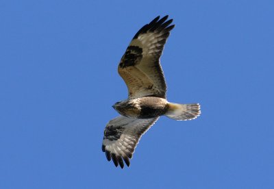 Rough-legged Buzzard