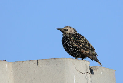 Starling  199.jpg