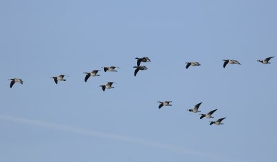 Barnacle & Brent Goose 108.jpg