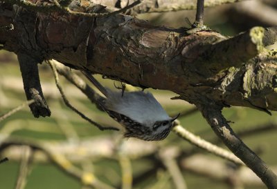 Treecreeper 206.jpg
