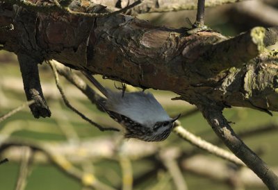 Treecreeper  206.jpg