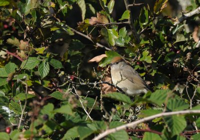 Blackcap  291.jpg