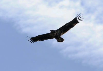 White-tailed Eagle  332.jpg