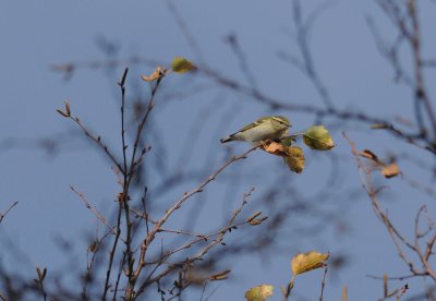 Yellow-browed Warbler  391.jpg