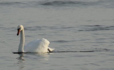 Mute Swan  540.jpg