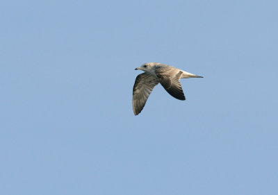 Common Gull 141.jpg
