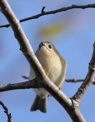 Goldcrest  158.jpg