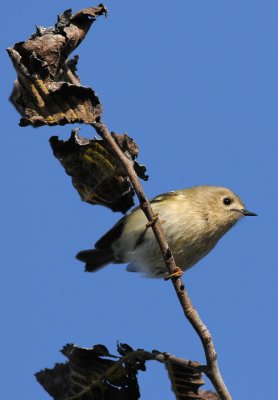 Goldcrest  164.jpg