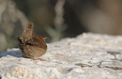 Wren 257.jpg