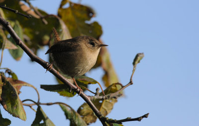 Wren 368.jpg