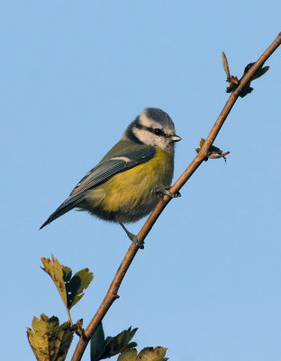 Blue Tit  438.jpg