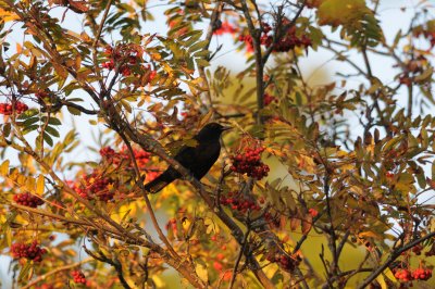 Common Blackbird  534.jpg