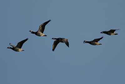 Barnacle Goose  006.jpg