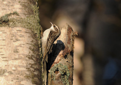 Treecreeper  057.jpg