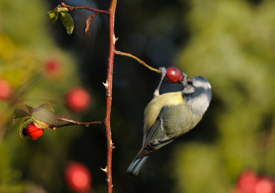 Blue Tit  076.jpg