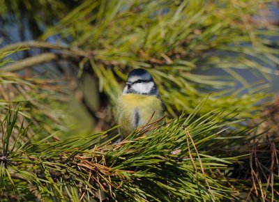 Blue Tit  109.jpg