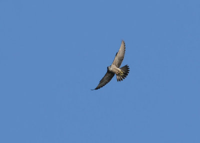 Peregrine