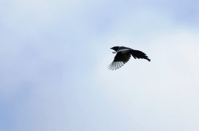 Magpie  062.jpg