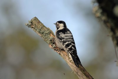Lesser Spotted Woodpecker  249.jpg