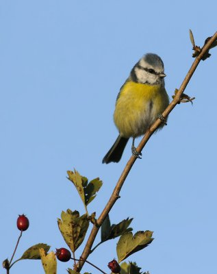 Blue Tit  442.jpg