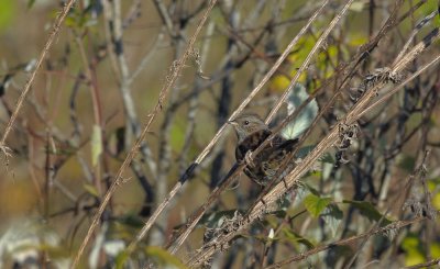 Dunnock  288.jpg