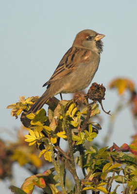 House Sparrow  043.jpg